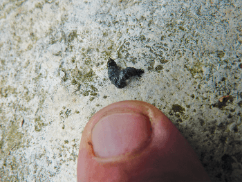 Explorez la nature en pleine ville - crotte de chauve-souris
