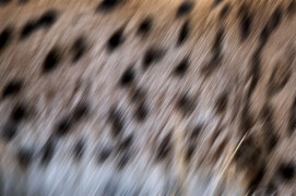 Pelage du lynx / © Neil Villard