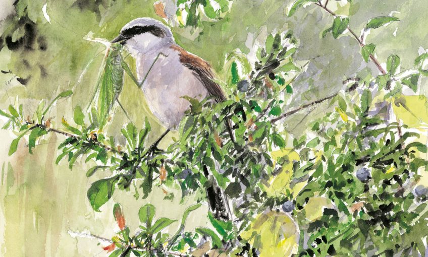 Dessin nature pie-grièche écorcheur