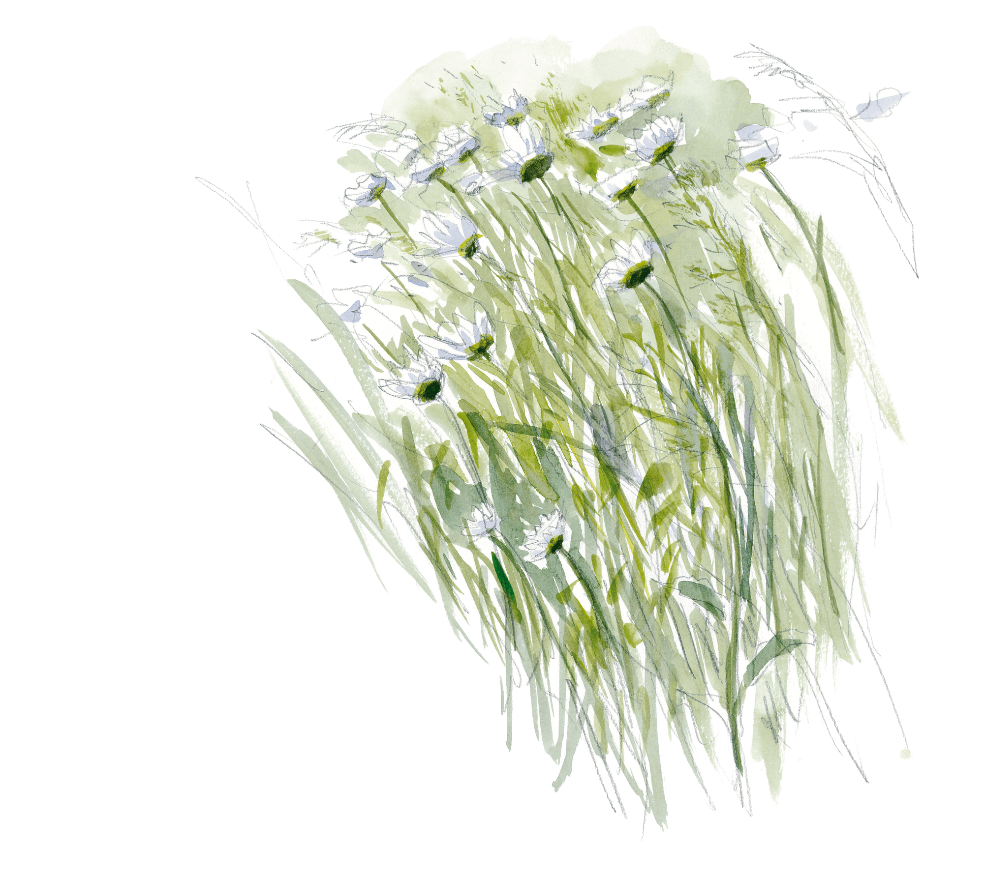 Les insectes et la marguerite dessin nature