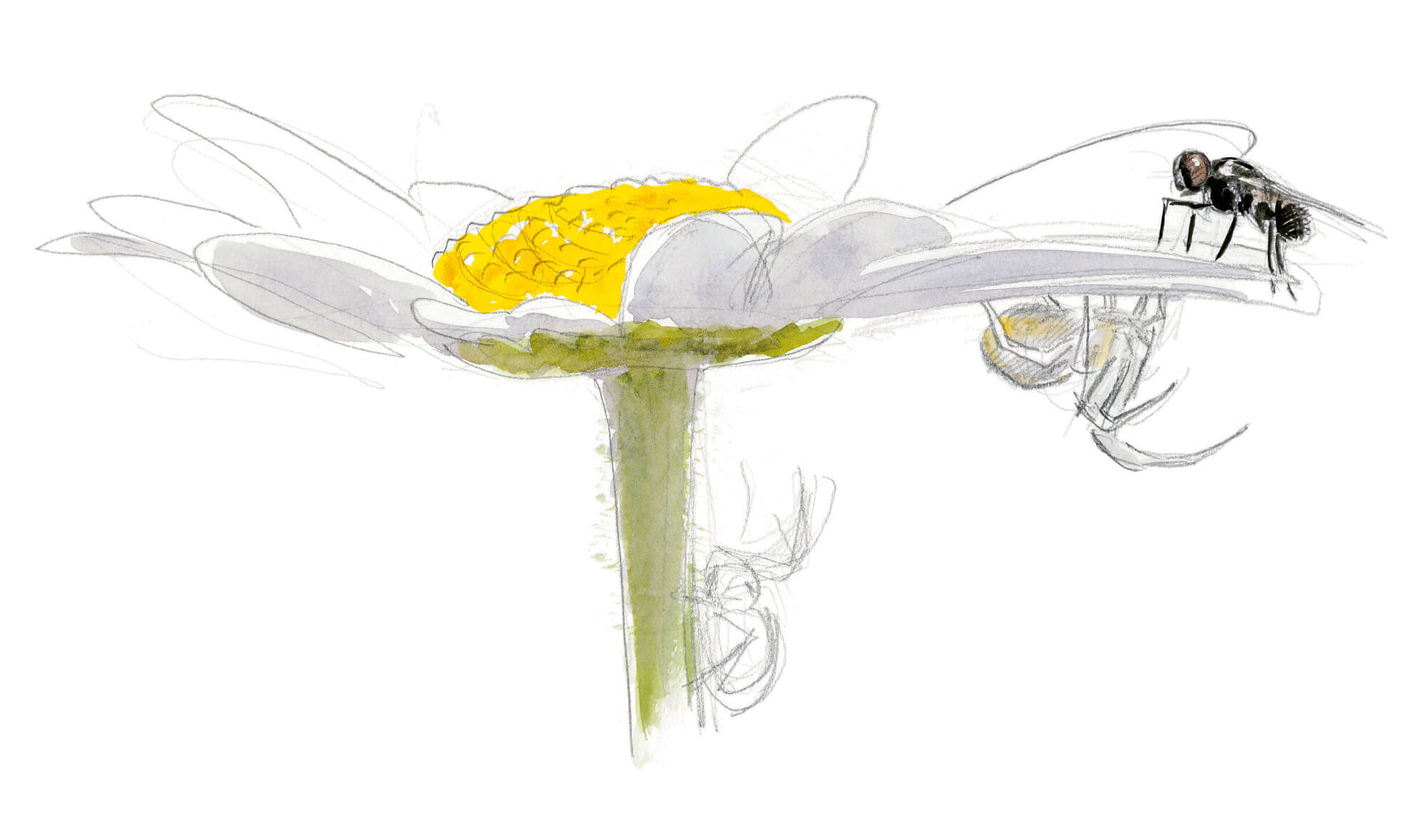 Les insectes et la marguerite dessin nature