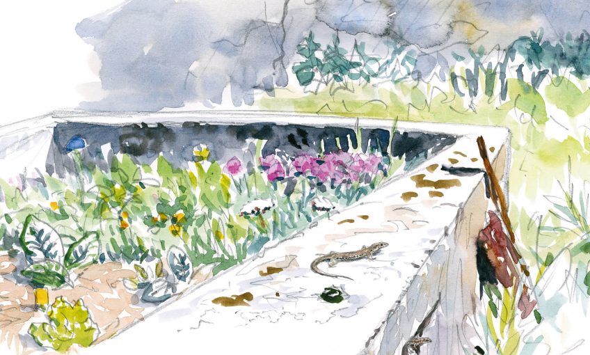 Dessin nature lézard mur