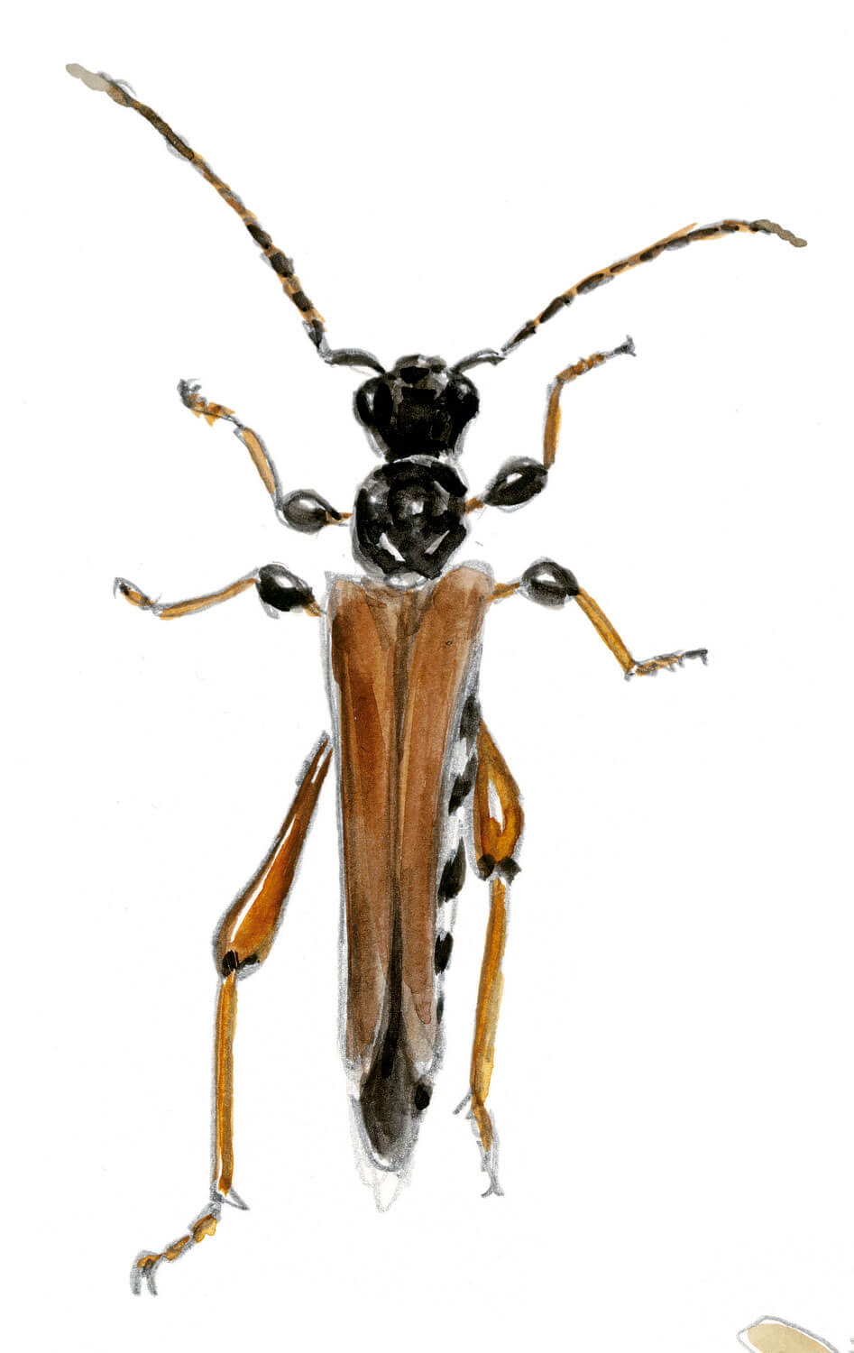 Les insectes et la marguerite dessin nature