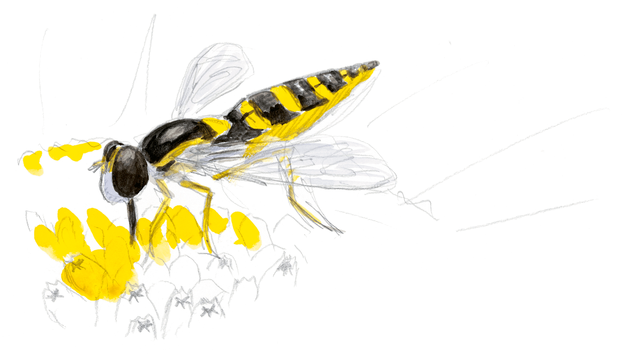 Les insectes et la marguerite dessin nature