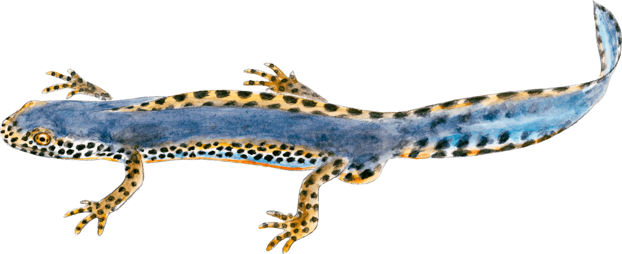 Dessin triton alpestre