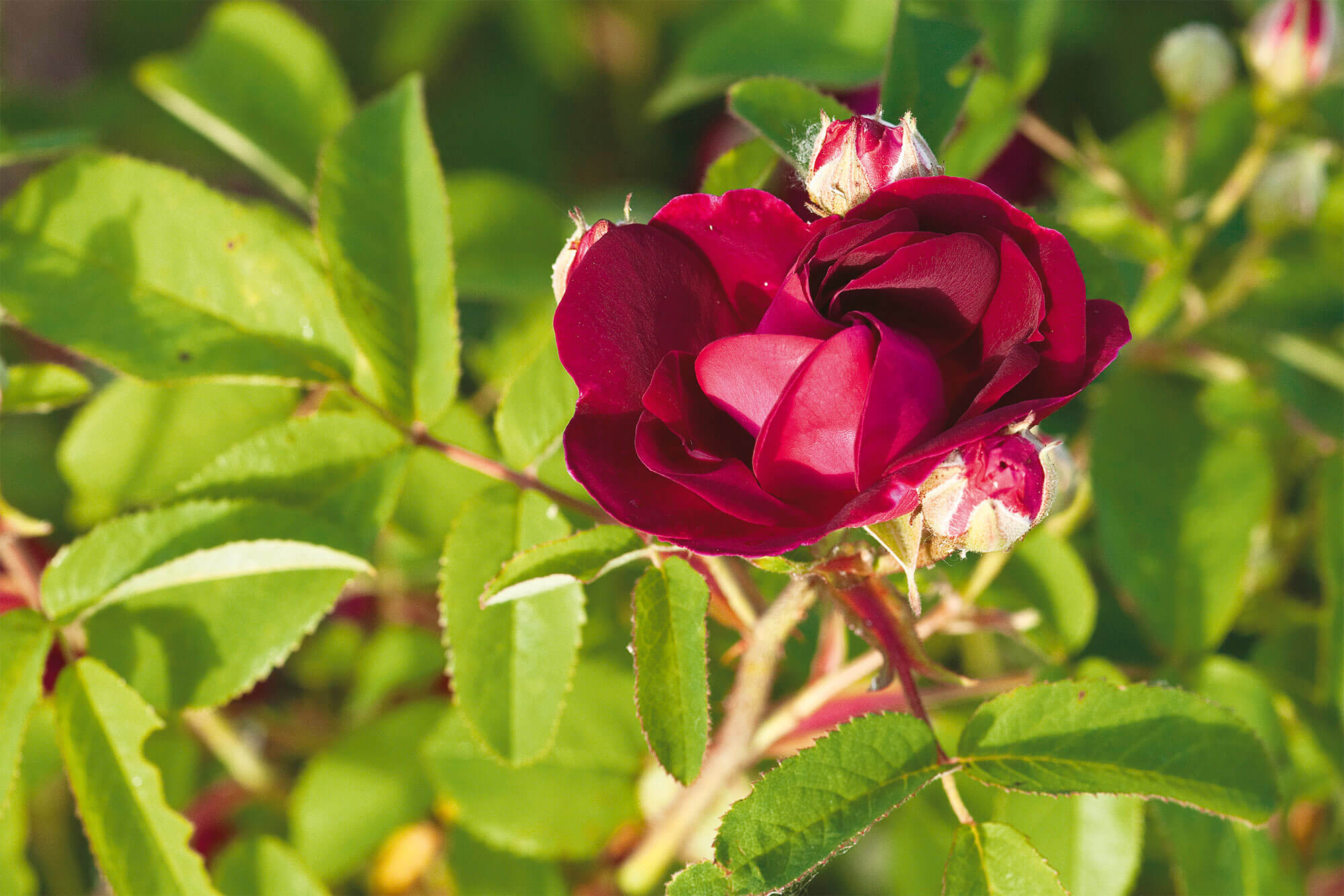 Variétés de rose