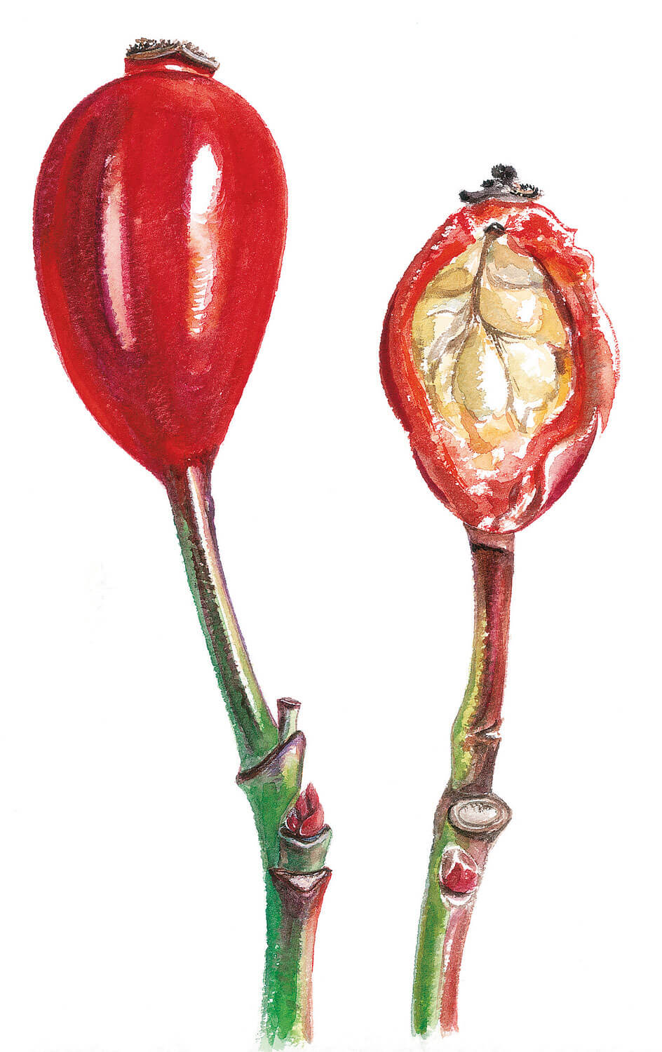 Dessin cynorrhodon