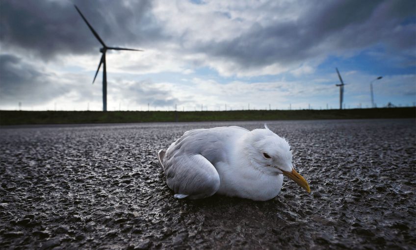 Photo de goéland assommé par une éolienne