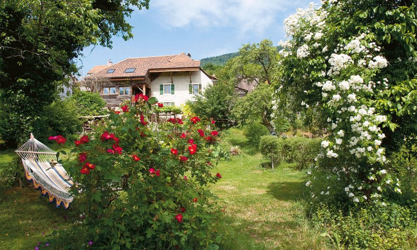 Rosier sauvage jardin