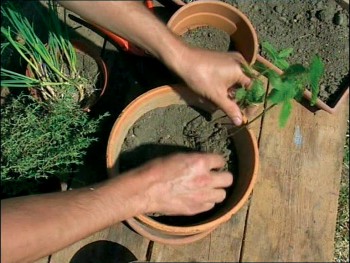 Comment se construire un mini jardin à aromatiques