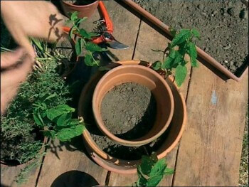 Comment se construire un mini jardin à aromatiques