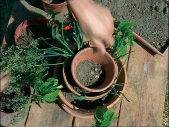 Comment se construire un mini jardin à aromatiques