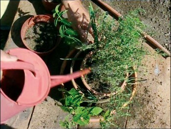 Comment se construire un mini jardin à aromatiques
