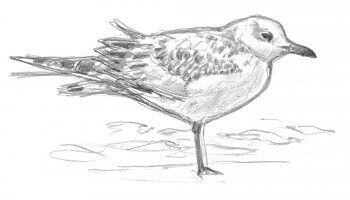 Observez les mouettes pour vous exercer à l'ornithologie