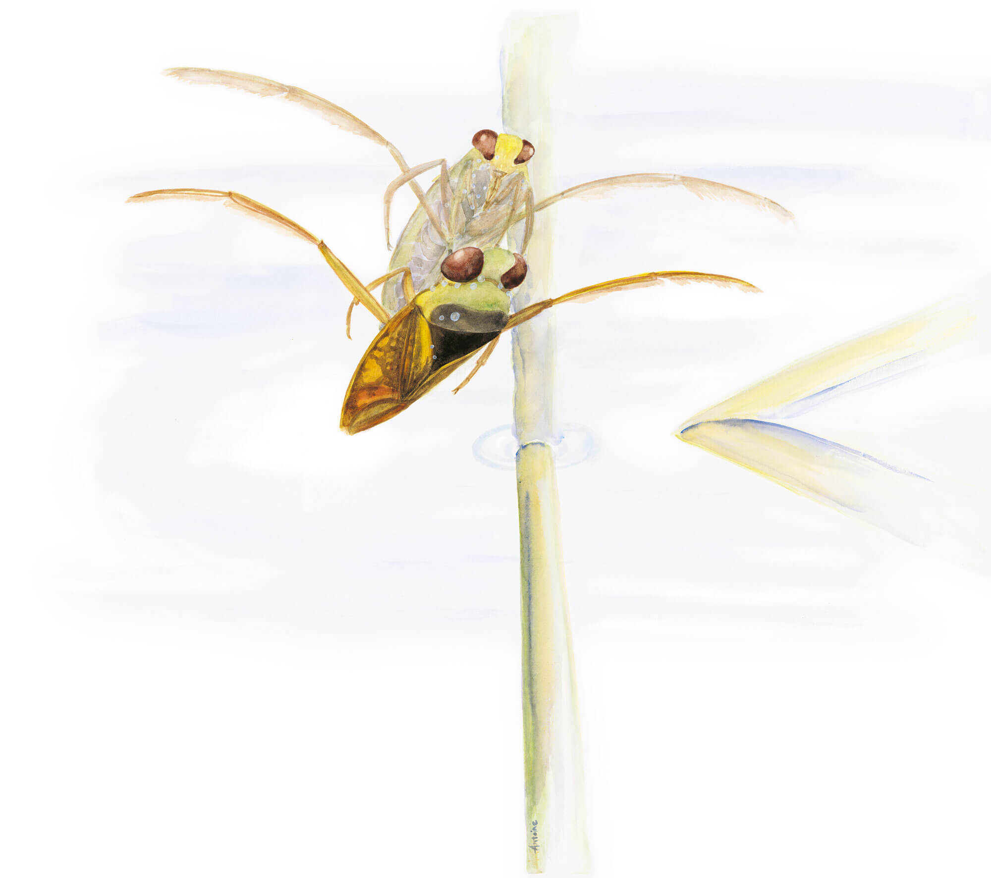 notonecte dessin nature