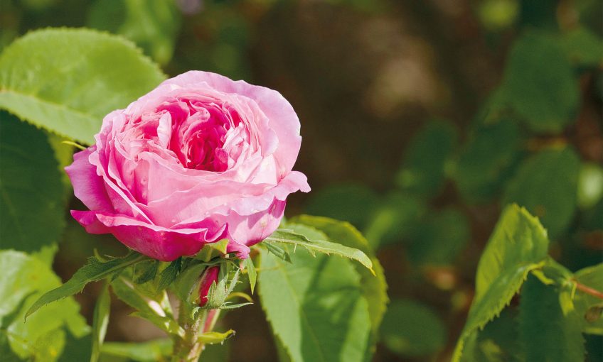 Photo de rose