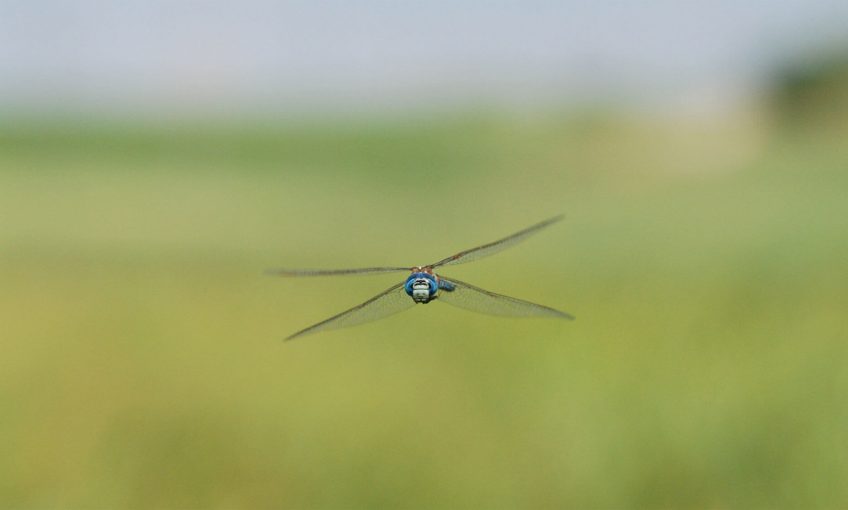 Aeschne affine, l'immigrée bleue