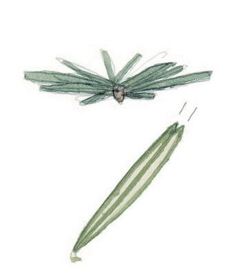 Distinguer l'épicéa et le sapin blanc
