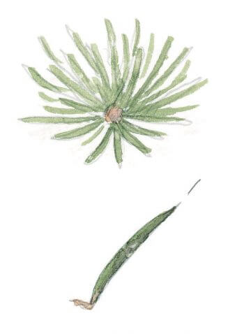 Distinguer l'épicéa et le sapin blanc
