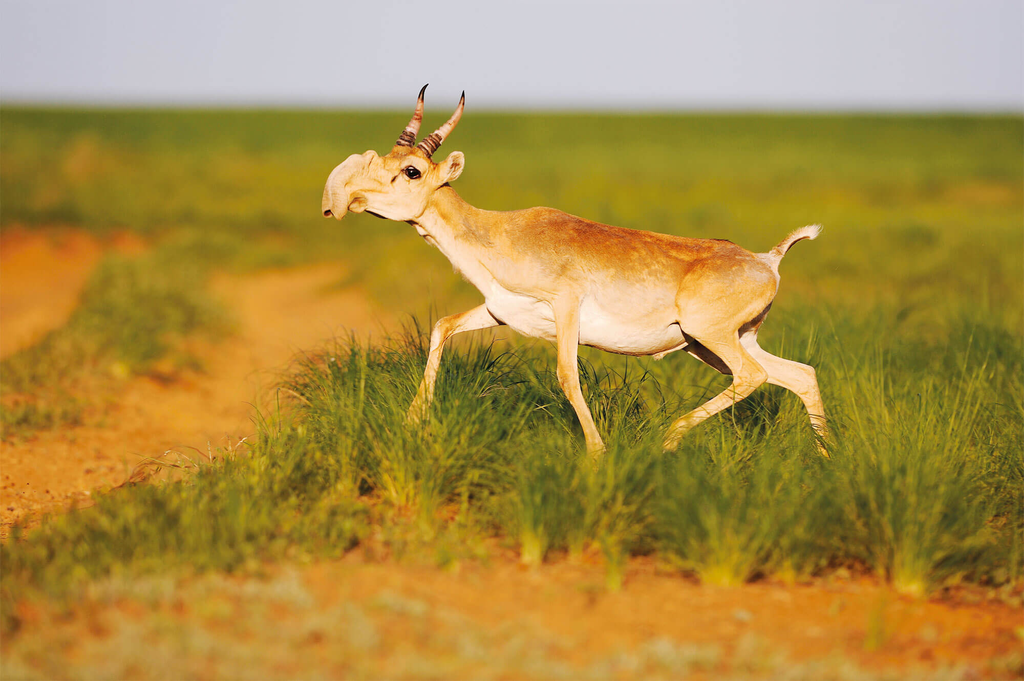 Survivants fascinants au temps des mammouths