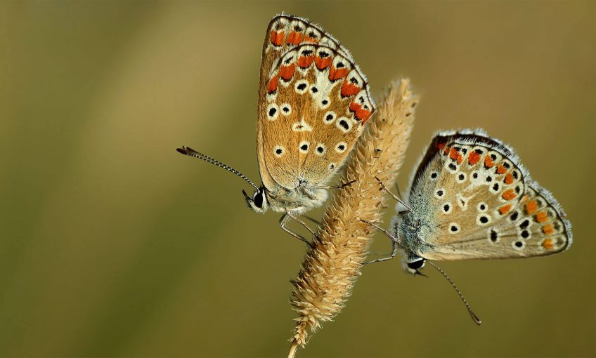 Azurés: une couleur, plusieurs espèces
