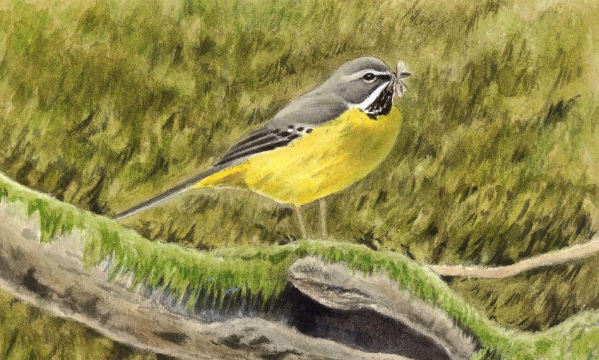Bergeronnette, cincle et autres oiseaux de rivière