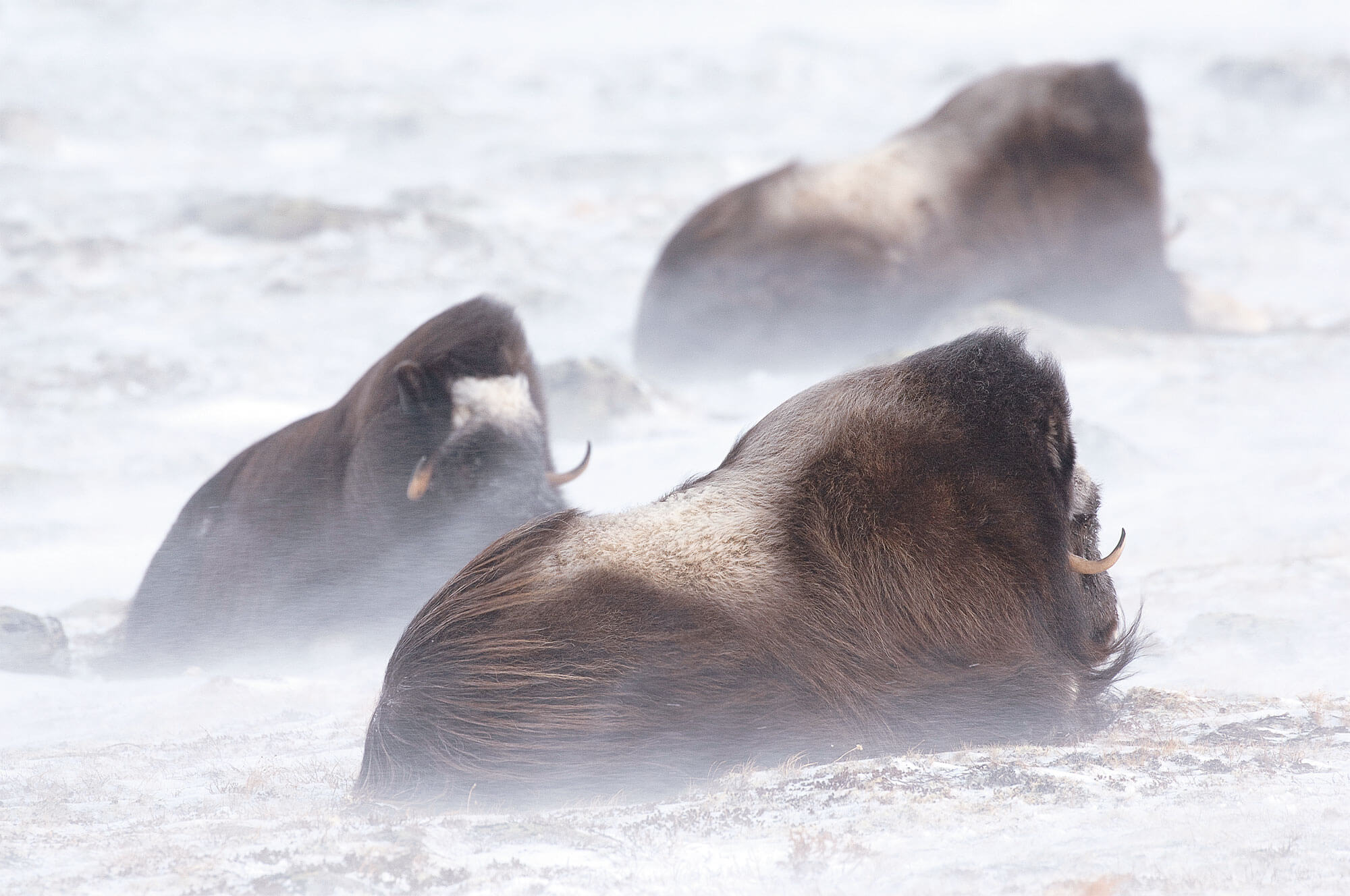 Survivants fascinants au temps des mammouths