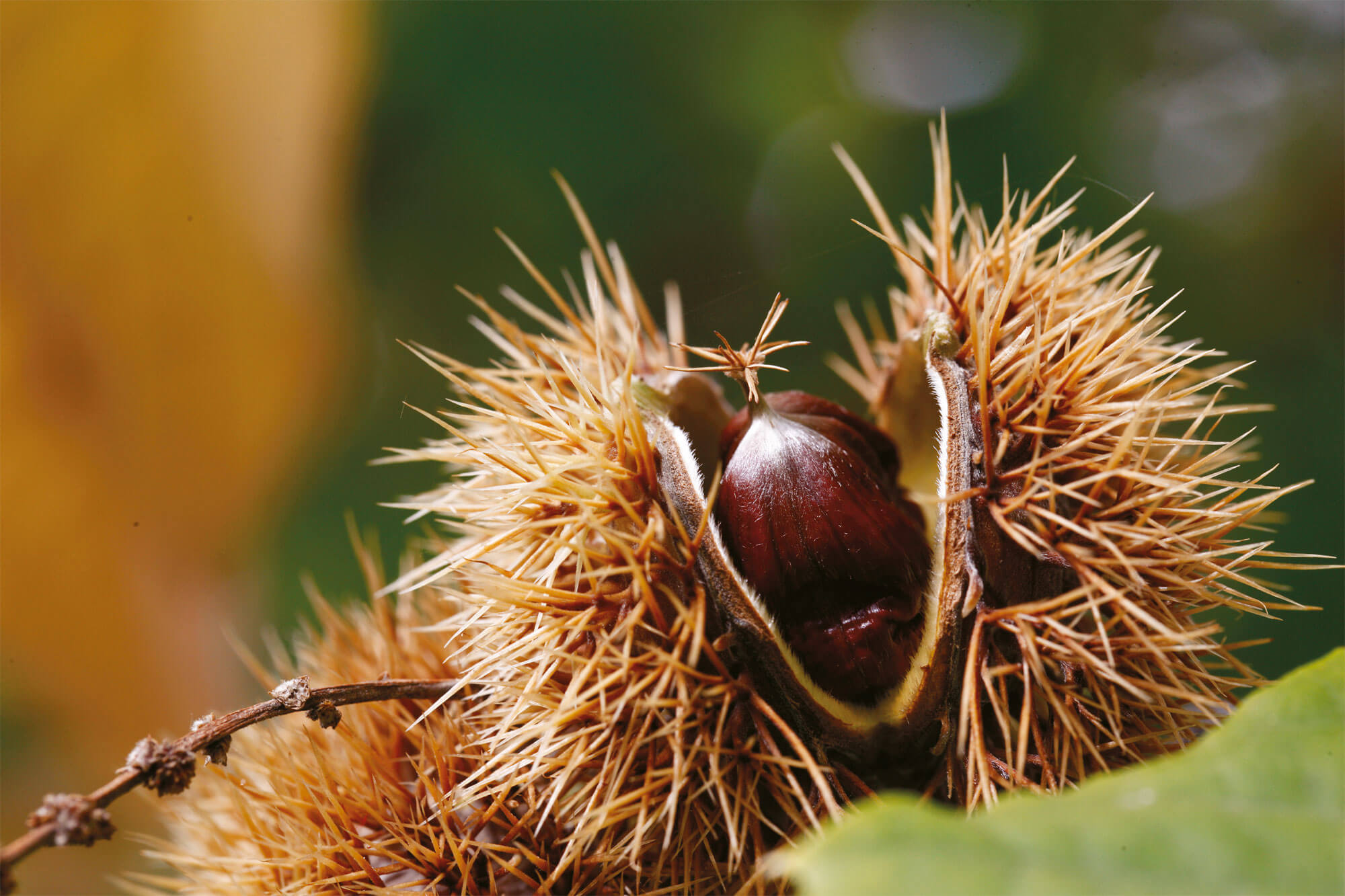 Des toisons à foison: les plantes ont des poils!