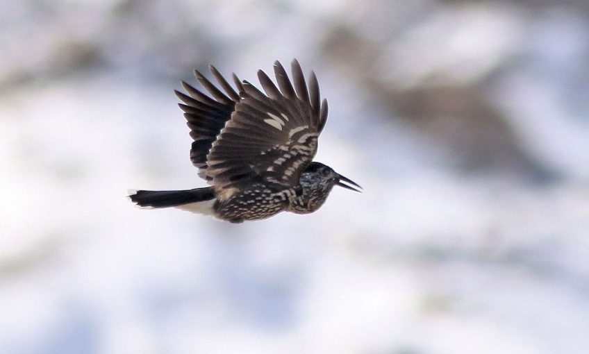Cassenoix, pèlerin de fin d'été