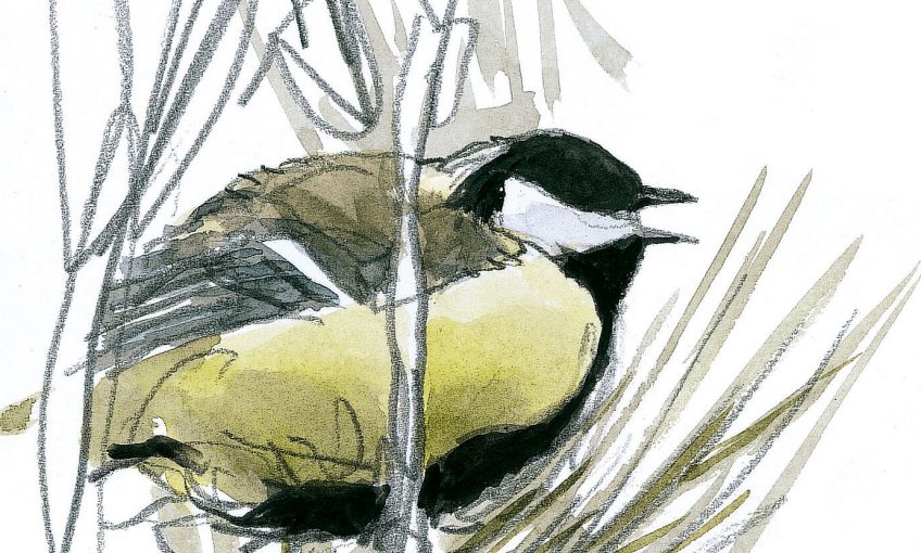 Le chant de bataille de la mésange charbonnière