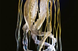 Chrysaora hysoscella (scyphozoaire)
 / © Philippe Wagneur/Museum de Genève