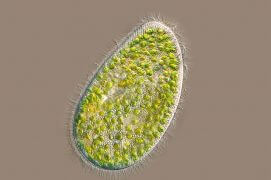 Cilié (Paramecium bursaria) / © R. Wagner, W. Bettigofer, J.-M. Babalian, P. Galliker et R. Birke/P. ArnolD (biosphoto)