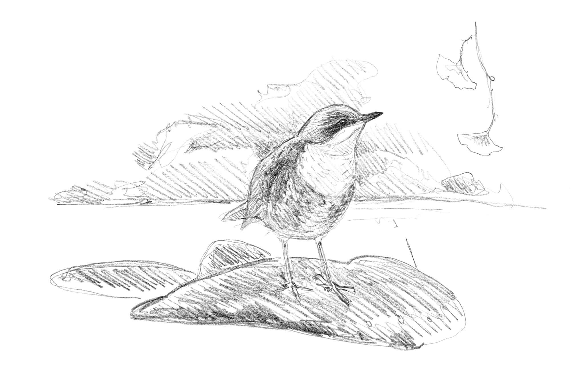 Bergeronnette, cincle et autres oiseaux de rivière