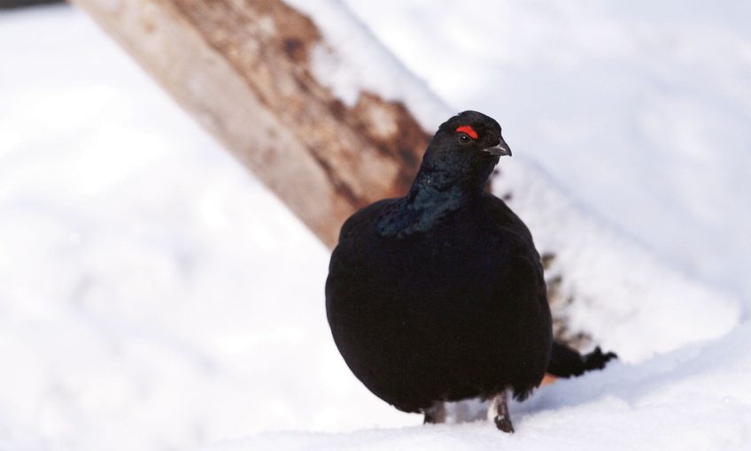 Raquettes à neige respectueuses ?