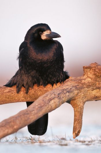 Naissance d'une image de corbeaux freux