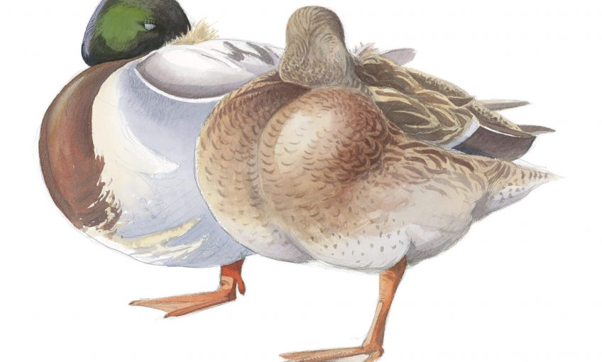 Observer les canards