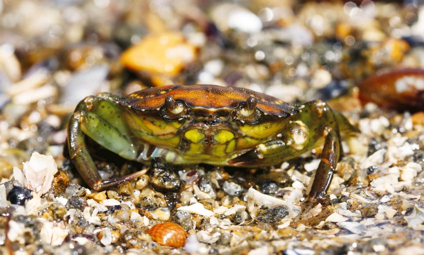 La carapace du crabe se carapate