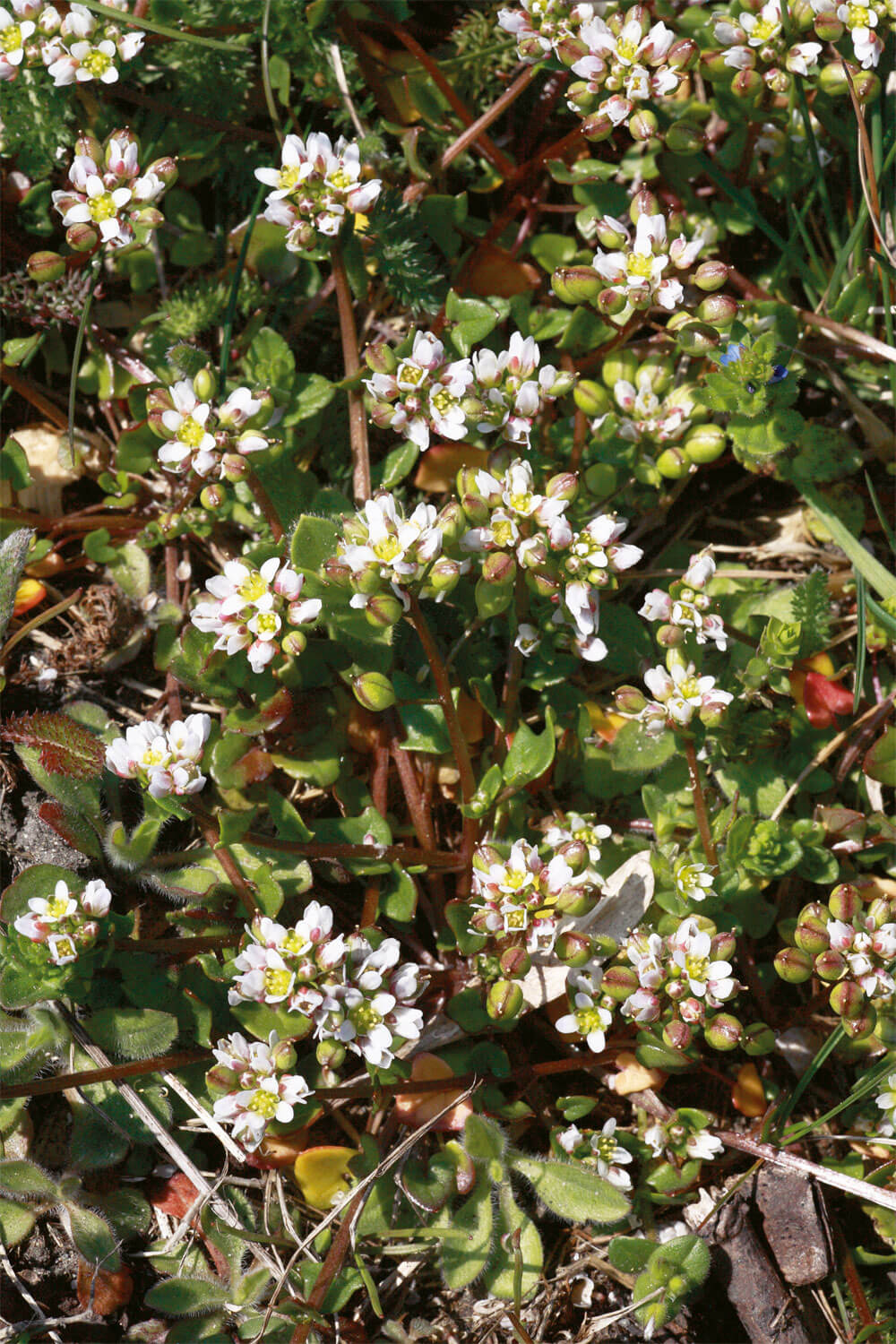 Des plantes folles de sel