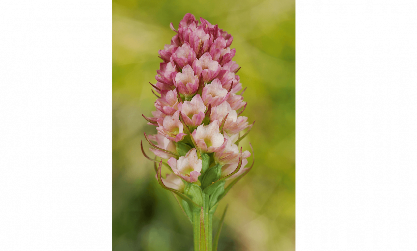 Rarissime hybride d'orchis