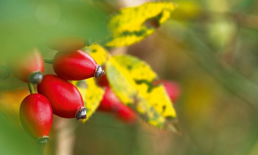 Les cynorrhodons, bombes vitaminées