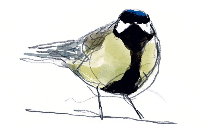 La mésange, entre intelligence et roublardise