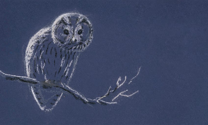 La chouette, bâtie pour la nuit