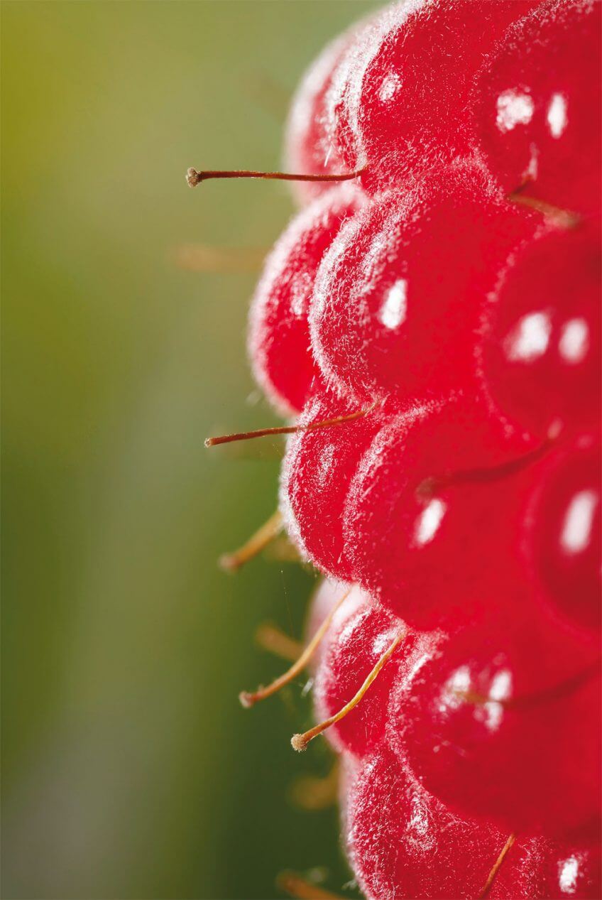 Des toisons à foison: les plantes ont des poils!