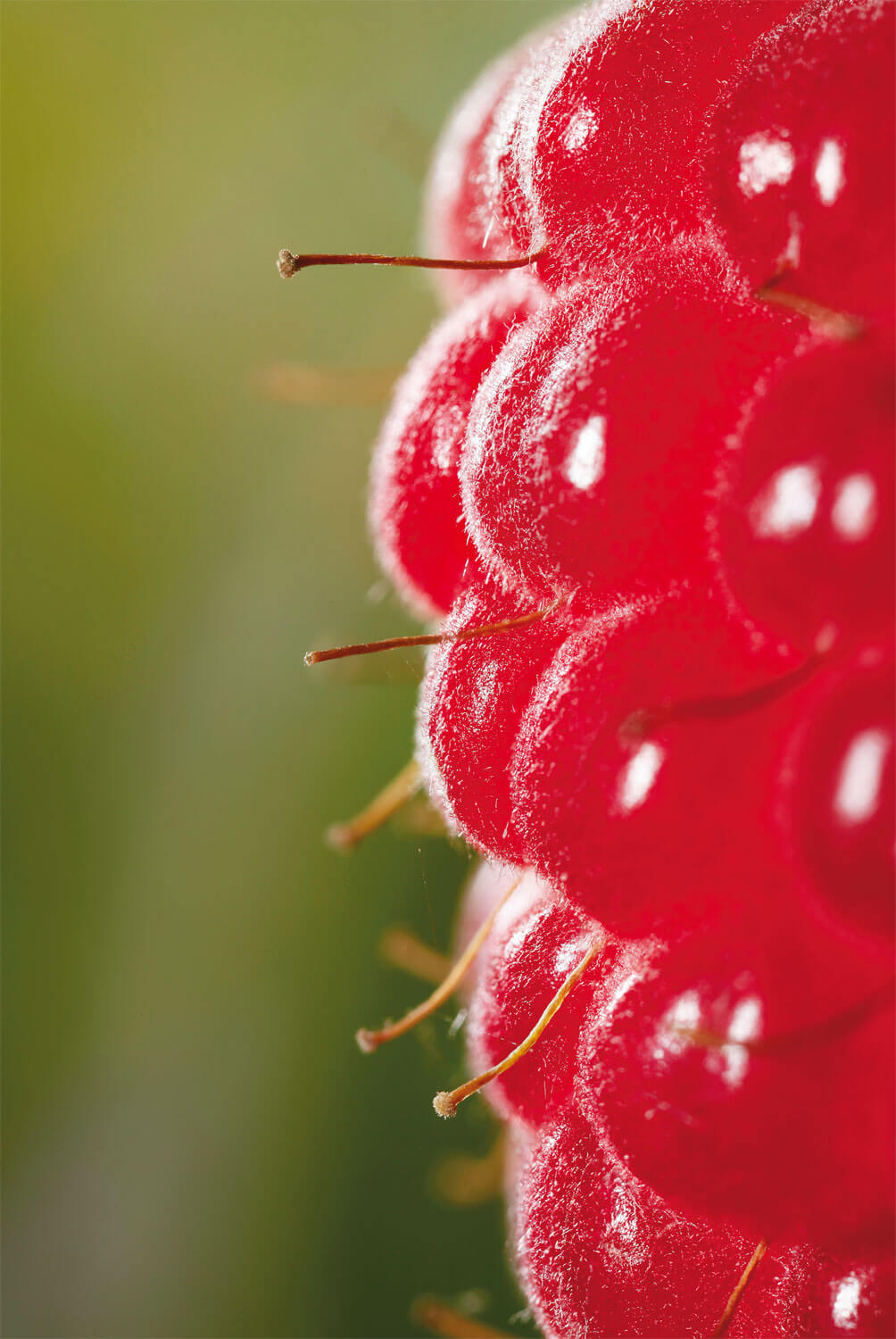 Des toisons à foison: les plantes ont des poils!