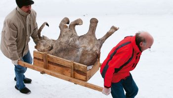Découvert en 2007 dans le sol gelé de Sibérie, le bébé mammouth Lyuba serait mort voici 37'000 ans. Son estomac contenait encore du lait de sa mère.