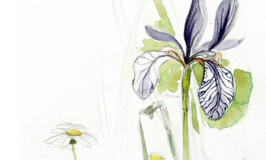 Iris de Sibérie