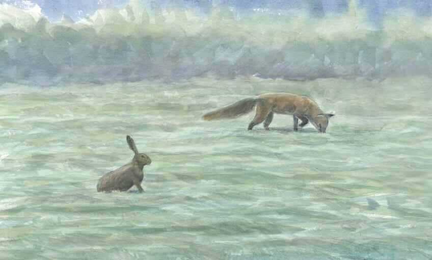 Quand le renard sort dans le pré fauché