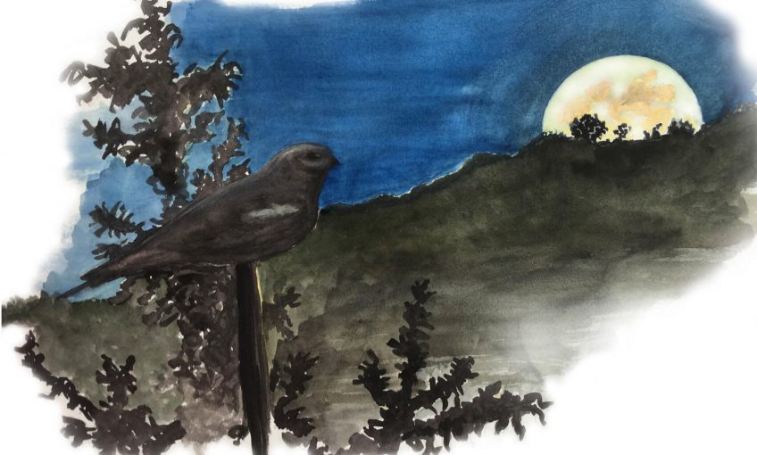 Engoulevent gardien de la lune