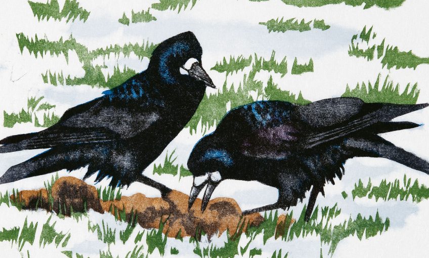 Naissance d'une image de corbeaux freux