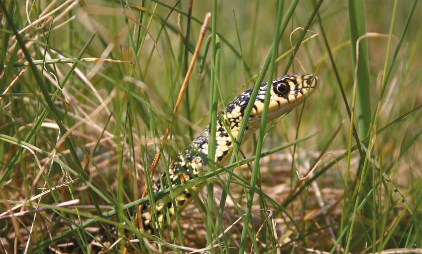 La couleuvre en vert et jaune